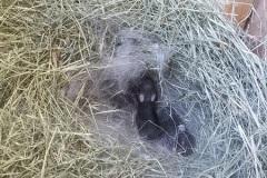 4babyrabbits