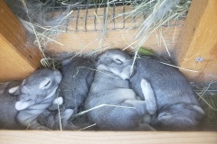 babs4babies