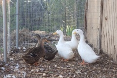 messengerDucks