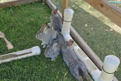 miscreantRabbits