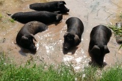 pigsInPond