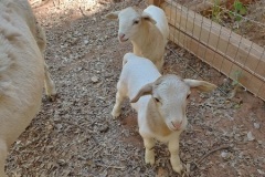 tinys2albinos