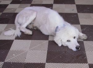 Bear protecting the porch