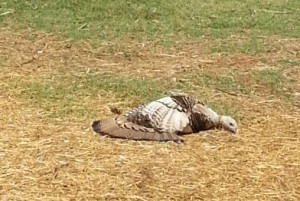 dead looking turkey