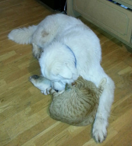 bear&hiscat