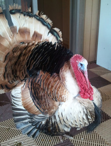 tom turkey on a porch