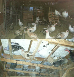 turkeys in their coop