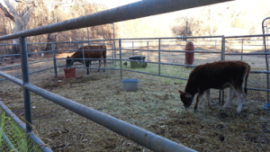 Gotcha, milk-thief!