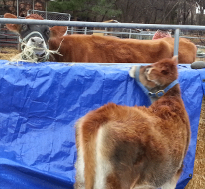 trying to get into the corral with Mama