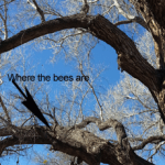 beesinTrees