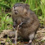 muskrat