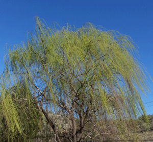 The Wind in the Willow (ha!)