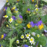 Chamomile and Violas