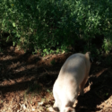 Pig-erator