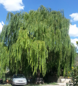 theWillowTree