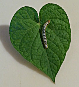 monarchcaterpillar