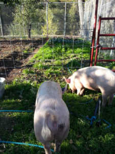 pigsngarden