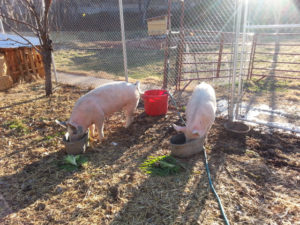 pigs in the orchard