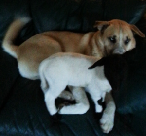 Moosie the dog with Peanut the lamb