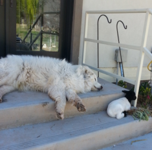 a dog and a lamb on cement stairs