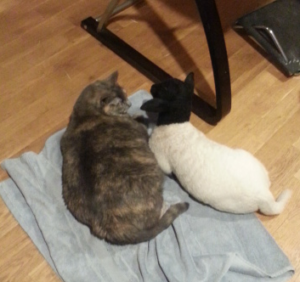 a cat and a lamb on a towel