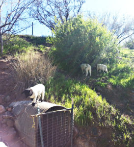 That's Peanut on the pipe while Mari and Mekko are feasting on a hackberry.