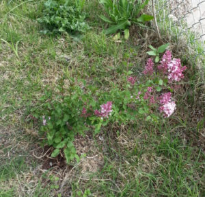 Lilacs