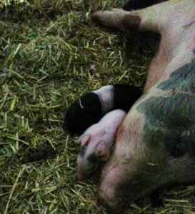 first two piglets, one black with white midline stripe, second pink, white and black spots, snuggled against mom