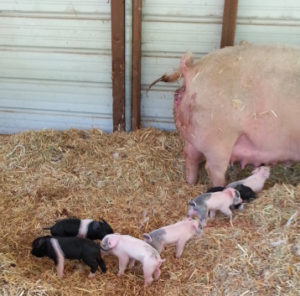 eight piglets with their mother