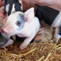 Piggie Post