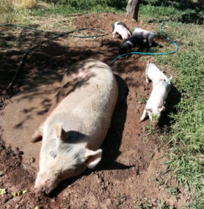 mom and piglets mudbathing