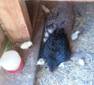 Black Australorp hen with the five yellow turkey poults