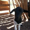 Surprise lambs