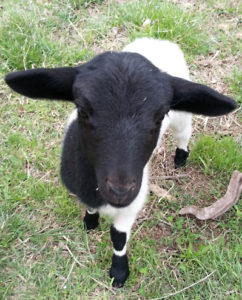 Milly the Dorper ewe lamb