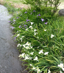 massive clump of water irises, purple and white