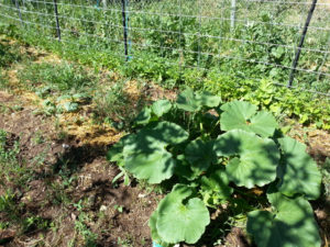 hubbard squash