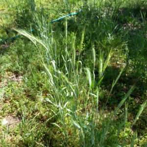 Sonoran Wheat