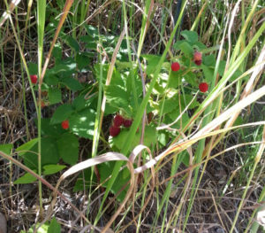 raspberries