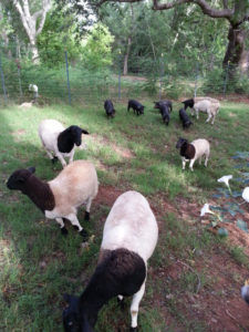 5 sheep and 5 pigs on pasture