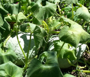 hubbard squash in the garden