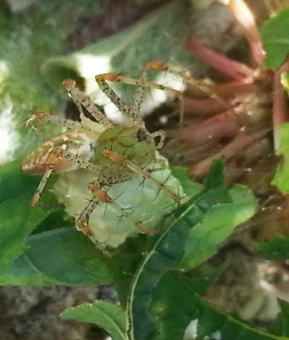 A green, cream, and pink spider sitting on her egg sack