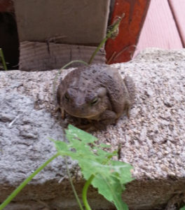 a toad on the wall