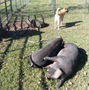 pigs laying on their sides in the pasture with Moosie the dog