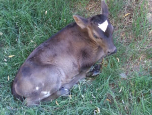 newborn calf