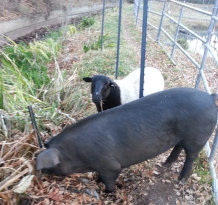 a ewe and a 350 pound gilt