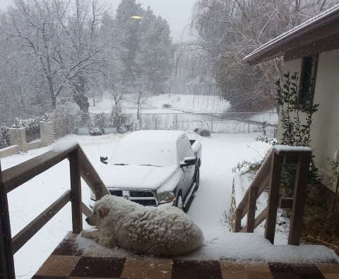 Snow-covered white dog sitting in the snow