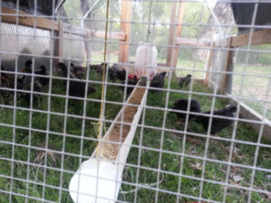 chicks in a mobile chicken coop