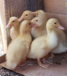 5 day old pekin ducklings