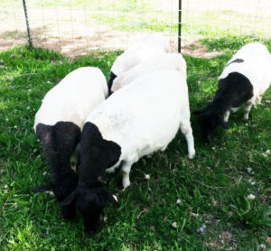 newly sheared black and white sheep