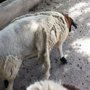 sheep with loose wool dragging